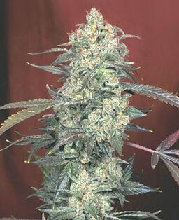 10 Pohon Hasil Turunan Ganja
