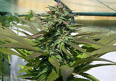10 Pohon Hasil Turunan Ganja