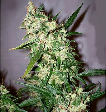 10 Pohon Hasil Turunan Ganja