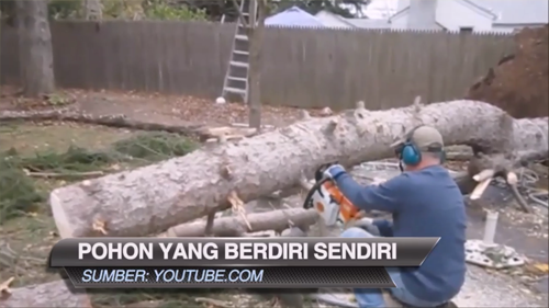 VIDEO: Pohon aneh yang bisa berdiri sendiri abis dipotong