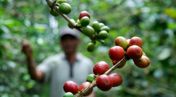 Mengunjungi Tempat Asal 7 Kopi Terbaik