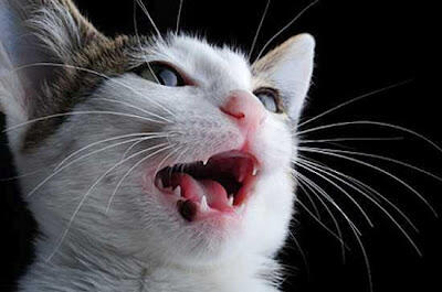 ARTI KUCING MENGEONG