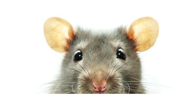 Alasan Mengapa Para Sista Takut Tikus