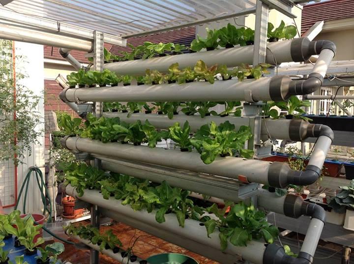 Urban Farming