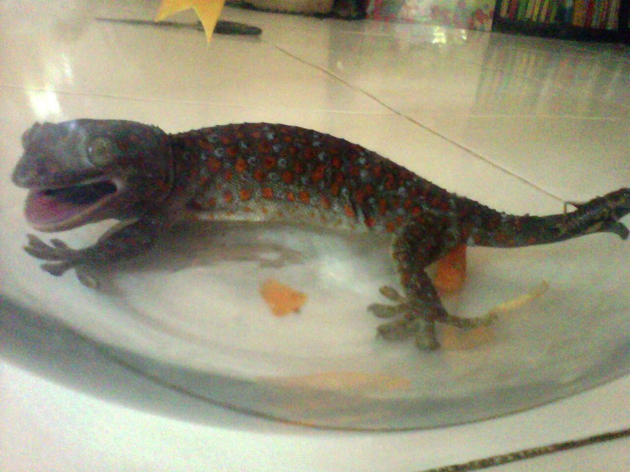 terjual jual tokek rumah bintik merah ekor bercabang dua terjual jual tokek rumah bintik merah ekor bercabang dua