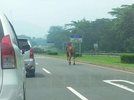 Tol Jagorawi bisa untuk balapan KUDA Gan