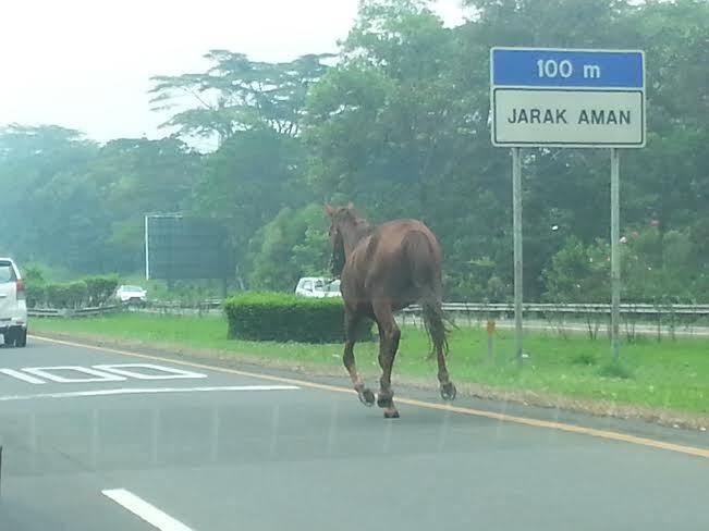 Ada Kuda Lepas gan di TOL Jagorawi &#91;NGAKAK&#93;