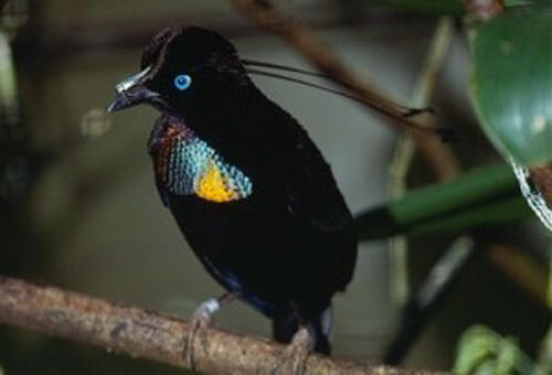 Jenis Burung di Indonesia Kategori Terancam Punah 