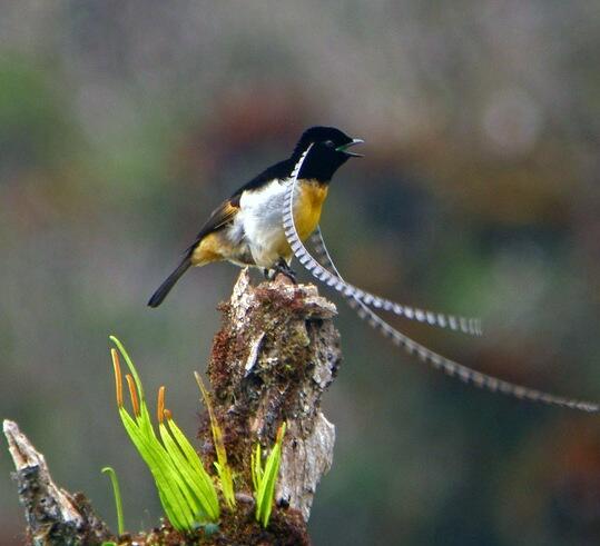 Jenis Burung di Indonesia Kategori Terancam Punah 