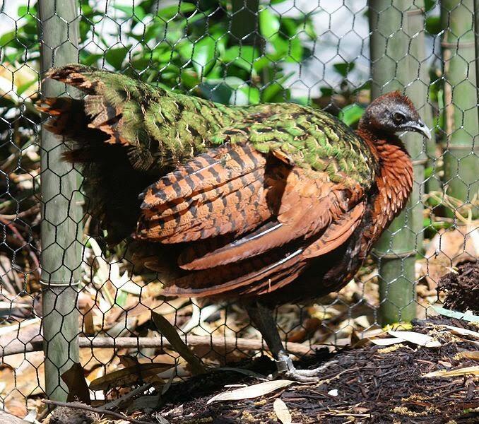 Jenis Burung di Indonesia Kategori Terancam Punah 