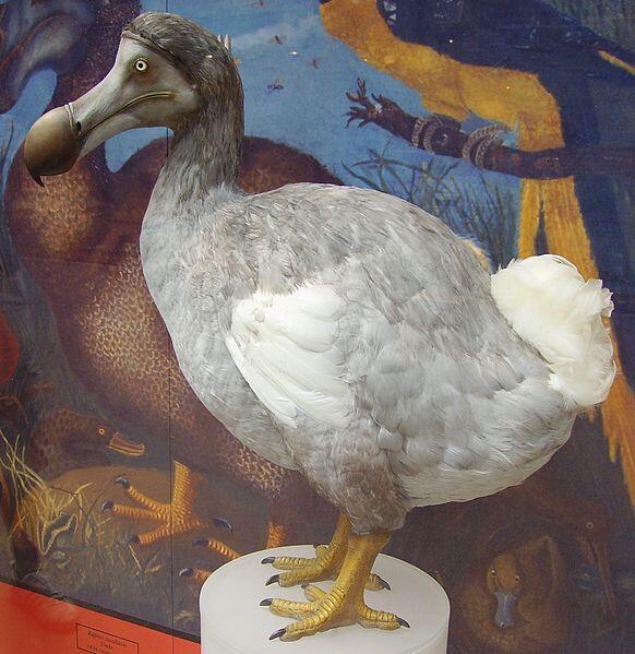 Ada yang tau burung DODO?