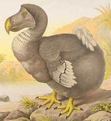 Ada yang tau burung DODO?