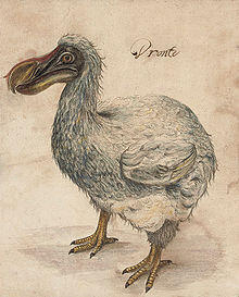 Ada yang tau burung DODO?