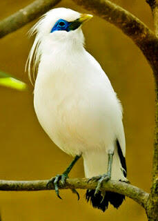 10 Burung Asli Indonesia yang Terancam Punah