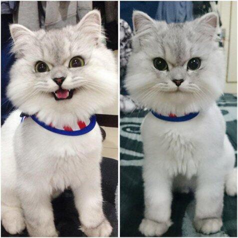 Kucing apa Kucing nih?