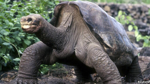 "Kura-Kura Galapagos" yang sudah Punah