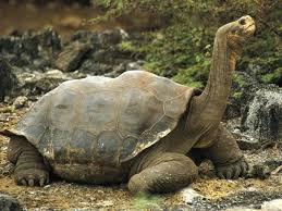 "Kura-Kura Galapagos" yang sudah Punah
