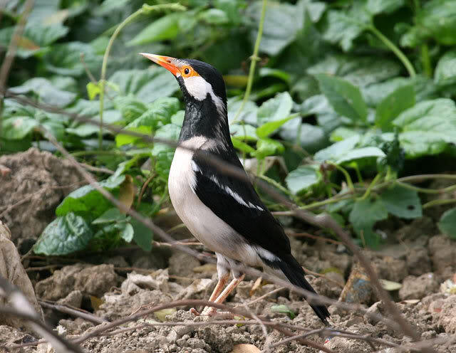 Jenis Burung di Indonesia Kategori Terancam Punah 