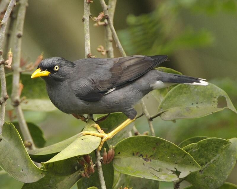 Jenis Burung di Indonesia Kategori Terancam Punah 