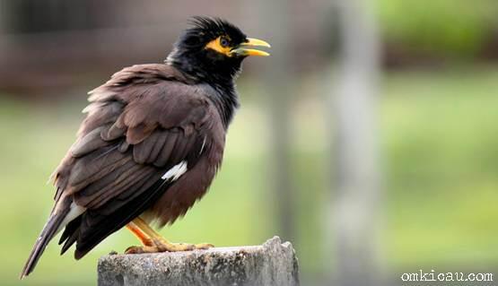 Jenis Burung di Indonesia Kategori Terancam Punah 