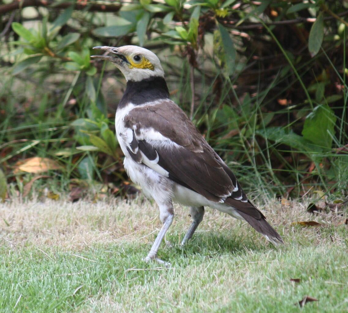 Jenis Burung di Indonesia Kategori Terancam Punah 