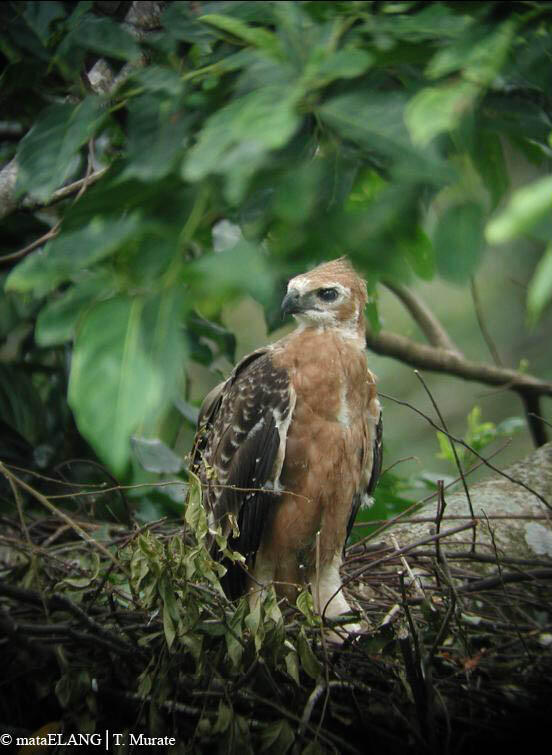 Jenis Burung di Indonesia Kategori Terancam Punah 