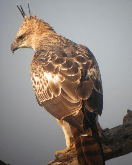 Jenis Burung di Indonesia Kategori Terancam Punah 