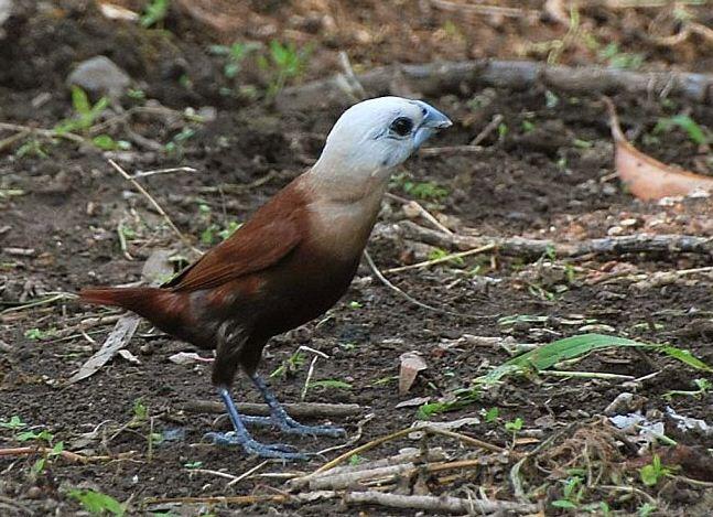 Jenis Burung di Indonesia Kategori Terancam Punah 