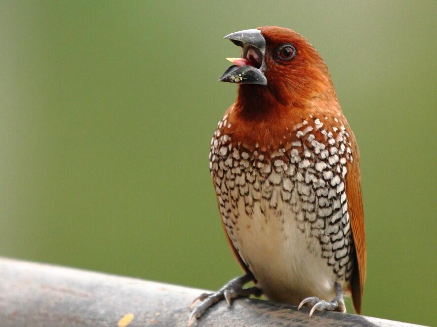 Jenis Burung di Indonesia Kategori Terancam Punah 