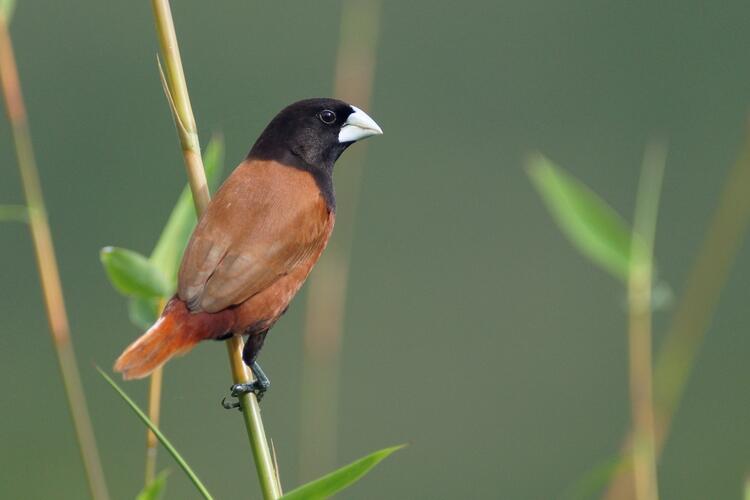 Jenis Burung di Indonesia Kategori Terancam Punah 