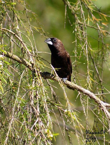 Jenis Burung di Indonesia Kategori Terancam Punah 