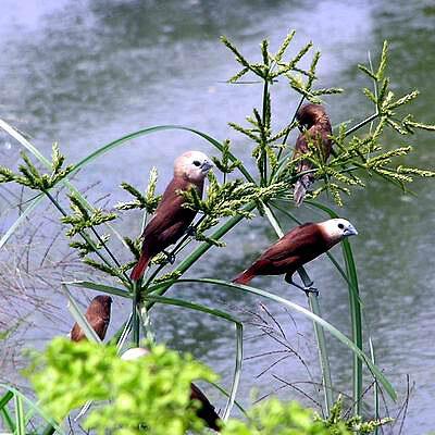 Jenis Burung di Indonesia Kategori Terancam Punah 