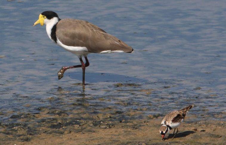 Jenis Burung di Indonesia Kategori Terancam Punah 