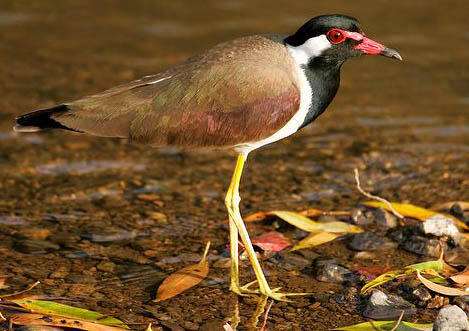 Jenis Burung di Indonesia Kategori Terancam Punah 