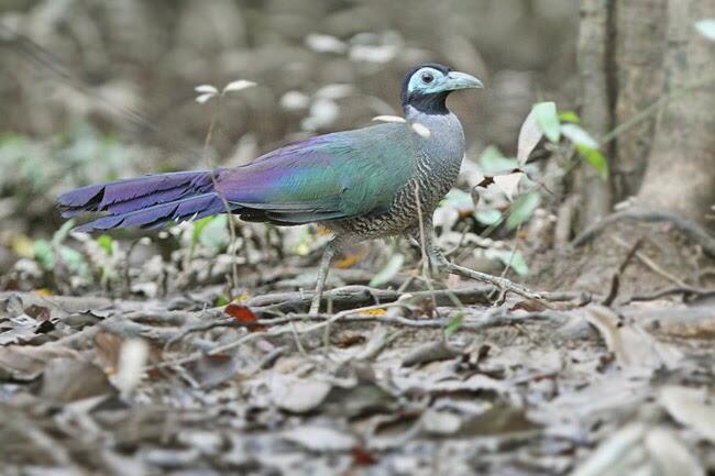 Jenis Burung di Indonesia Kategori Terancam Punah 