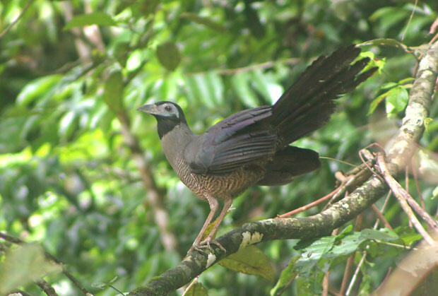 Jenis Burung di Indonesia Kategori Terancam Punah 