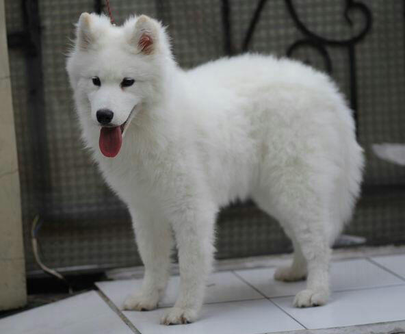 ☆ ▄▀ ★ ▄▀ Dog Lovers Regional Jaktim ▀▄ ☆ ▀▄ ★
