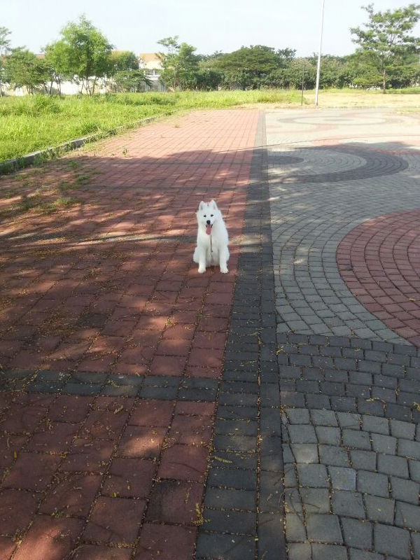 ☆ ▄▀ ★ ▄▀ Dog Lovers Regional Jaktim ▀▄ ☆ ▀▄ ★