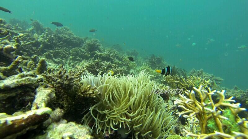 &#91;SHARE COST&#93; PAHAWANG 6-7-8 Juni | Latihan Snorkeling / Free Diving &amp; Lampion!