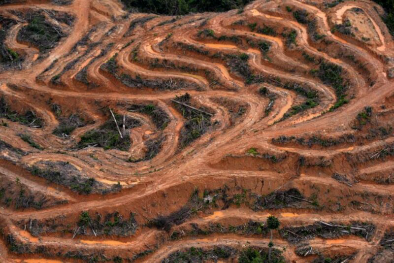 &#91;MIRIS GAN&#93; Ini Dia Wajah-wajah Hutan KALIMANTAN Yang Sesungguhnya !!