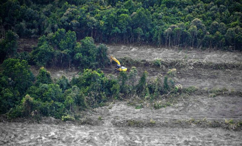 &#91;MIRIS GAN&#93; Ini Dia Wajah-wajah Hutan KALIMANTAN Yang Sesungguhnya !!