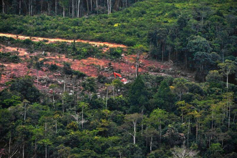 &#91;MIRIS GAN&#93; Ini Dia Wajah-wajah Hutan KALIMANTAN Yang Sesungguhnya !!