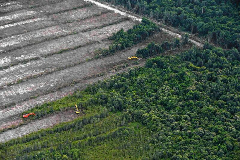 &#91;MIRIS GAN&#93; Ini Dia Wajah-wajah Hutan KALIMANTAN Yang Sesungguhnya !!