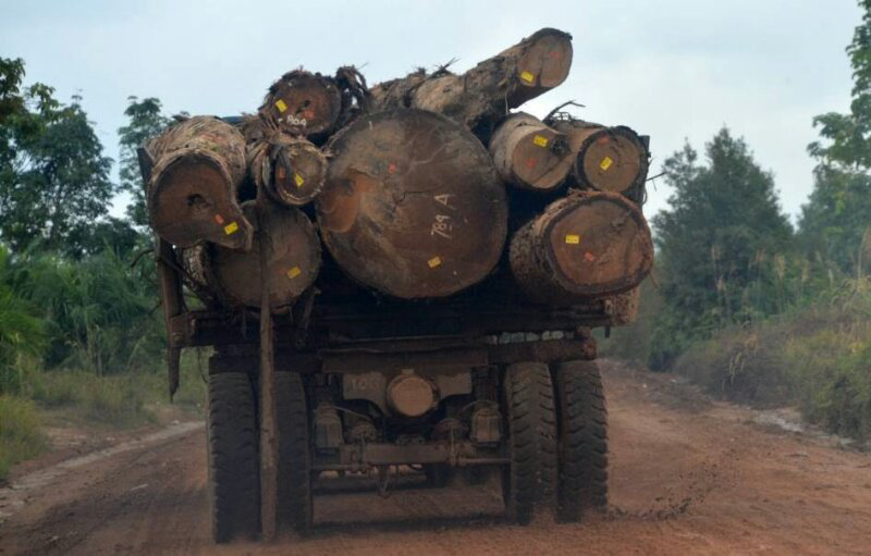 &#91;MIRIS GAN&#93; Ini Dia Wajah-wajah Hutan KALIMANTAN Yang Sesungguhnya !!