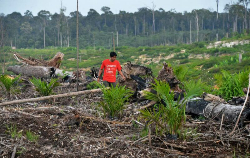 &#91;MIRIS GAN&#93; Ini Dia Wajah-wajah Hutan KALIMANTAN Yang Sesungguhnya !!