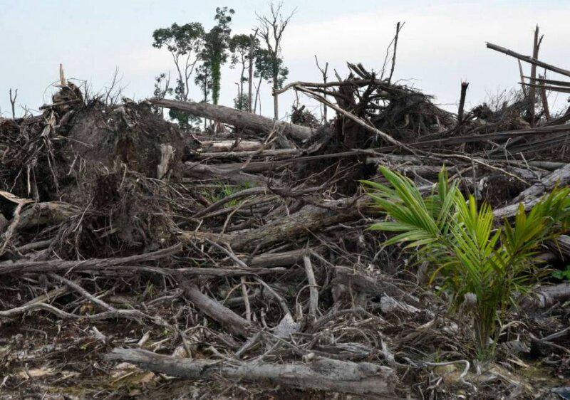 &#91;MIRIS GAN&#93; Ini Dia Wajah-wajah Hutan KALIMANTAN Yang Sesungguhnya !!