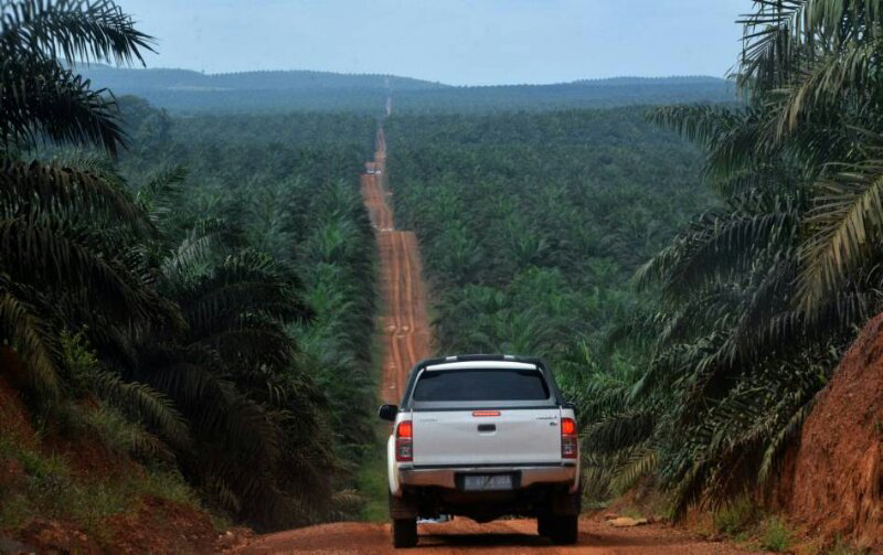 &#91;MIRIS GAN&#93; Ini Dia Wajah-wajah Hutan KALIMANTAN Yang Sesungguhnya !!