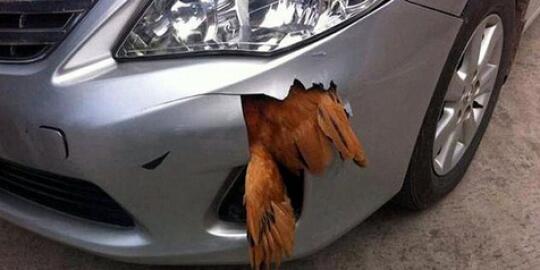 GILE GAN, SEEKOR AYAM SANGGUP BERTAHAN HIDUP SETELAH DIHANTAM MOBIL 