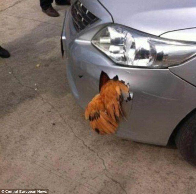 GILE GAN, SEEKOR AYAM SANGGUP BERTAHAN HIDUP SETELAH DIHANTAM MOBIL 