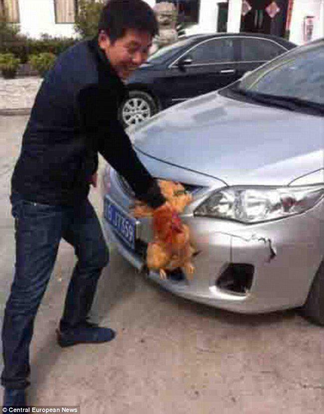 GILE GAN, SEEKOR AYAM SANGGUP BERTAHAN HIDUP SETELAH DIHANTAM MOBIL 